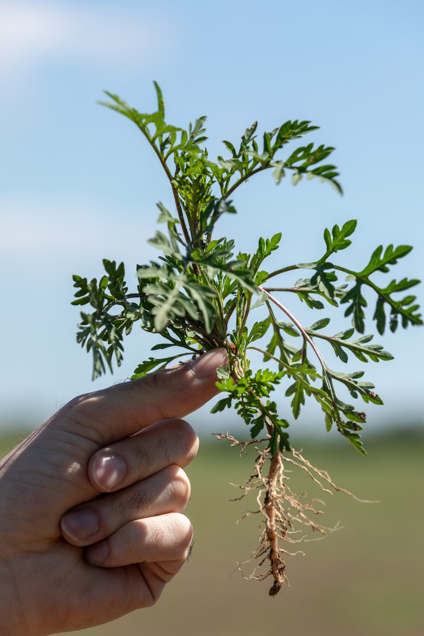 Kötelességünk kiirtani a környezetünkben élő parlagfüvet