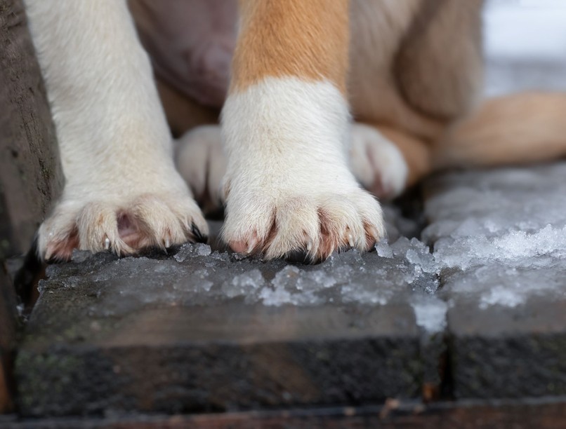 szabad-e a kinti kutyát beengedni téli fagyban