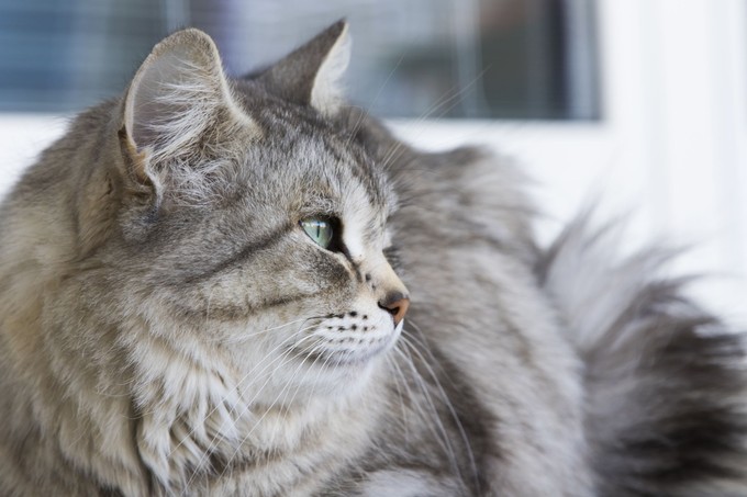 Szemcsók: ezt jelenti, amikor lassan ránk pislog a macskánk című cikk nyitóképe