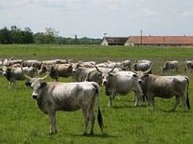 Marhahús - és szívbarát diéta?