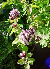 Gyógynövények - az oregano (szurokfű)