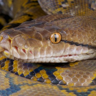 Óriáskígyók vére hozhatja el a fogyókúra forradalmát: Itt az új, mellékhatásmentes csodaszer című cikk nyitóképe