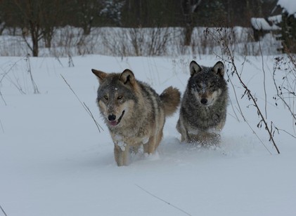 Radioaktív túlélők? Mit tanulhatunk a csernobili farkasoktól 40 évvel a katasztrófa után című cikk nyitóképe