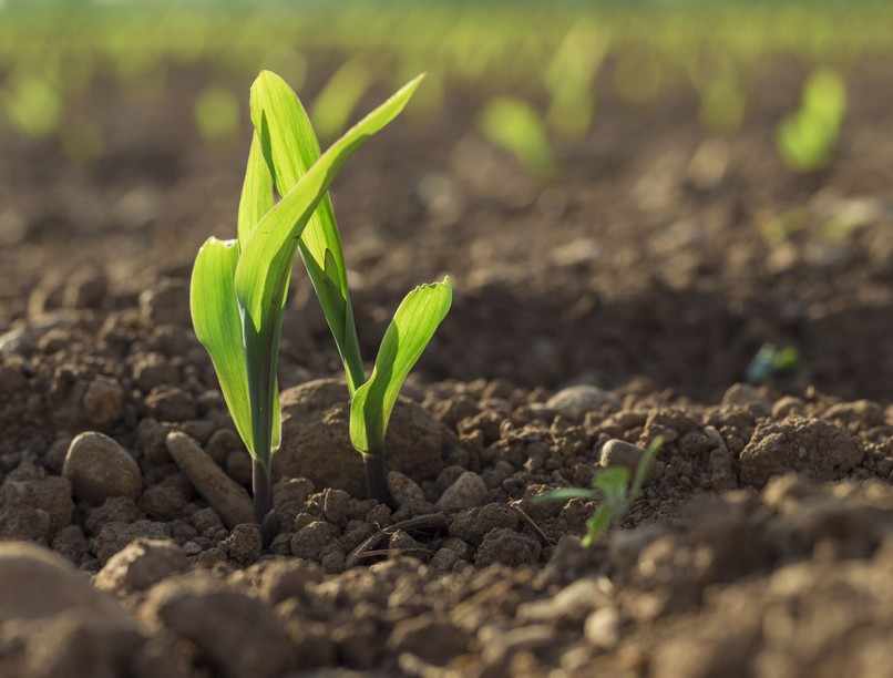 gyógyszer maradvány talaj ELTE