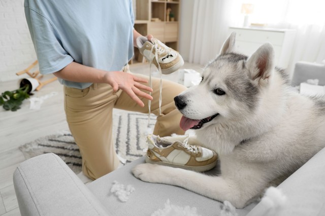 Szétrágott cipők, megcsócsált kanapé? Így szoktassa le kutyáját a rombolásról