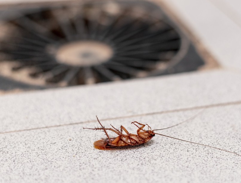 csótány, kelesztő baracska