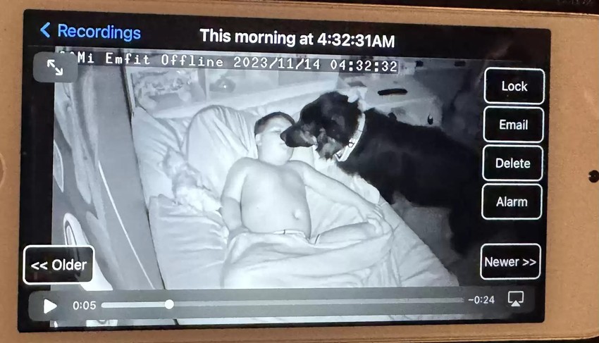 A kutya egész éjszaka ellenőrzi a kisfiút. 