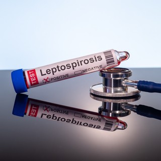 Leptospirózis: tünetei, vizsgálata és kezelési lehetőségei című cikk nyitóképe