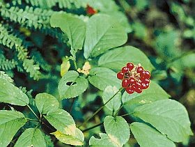 Gyógynövények - a ginseng