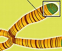 Egy új vizsgálat képes előre jelezni a daganatos betegséget!