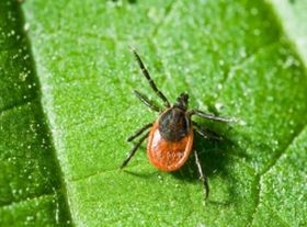Megelőzhető-e a Lyme-kór?