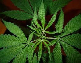 Egyre veszélyesebb a marihuána