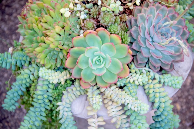 Kövirózsa: ezért jó, ha van a kertben - ennyi mindenben segíthet