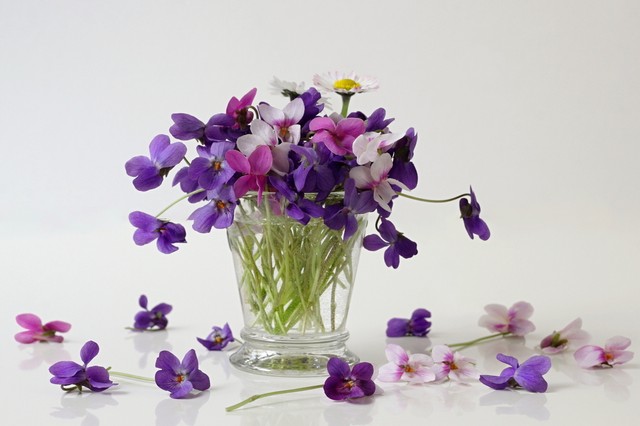 Ibolya: gyógynövényként is értékes, ezek a virág gyógyhatásai