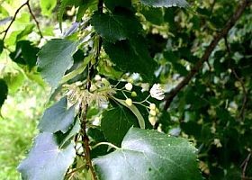 Gyógynövények - a hársfélék