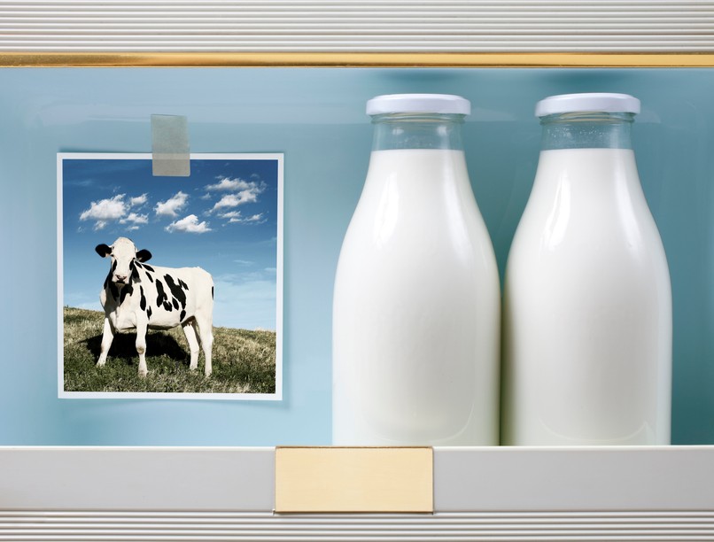 tehén, magyar tej, tej