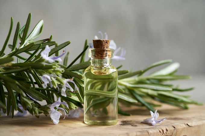 Rozmaring gyógyhatása: minden, amit a rozmaringról tudni érdemes című cikk nyitóképe