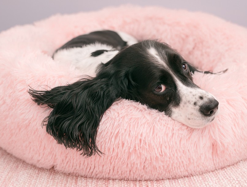 kutya fekhely legjobb