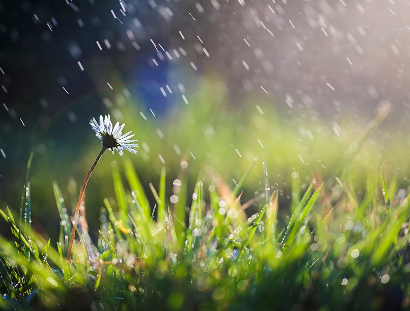 eső, esőzés, víz, antibiotikum, rezisztencia