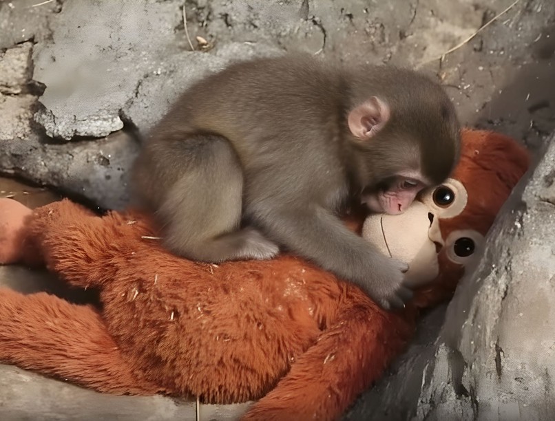 Punch majom pszichológia ember