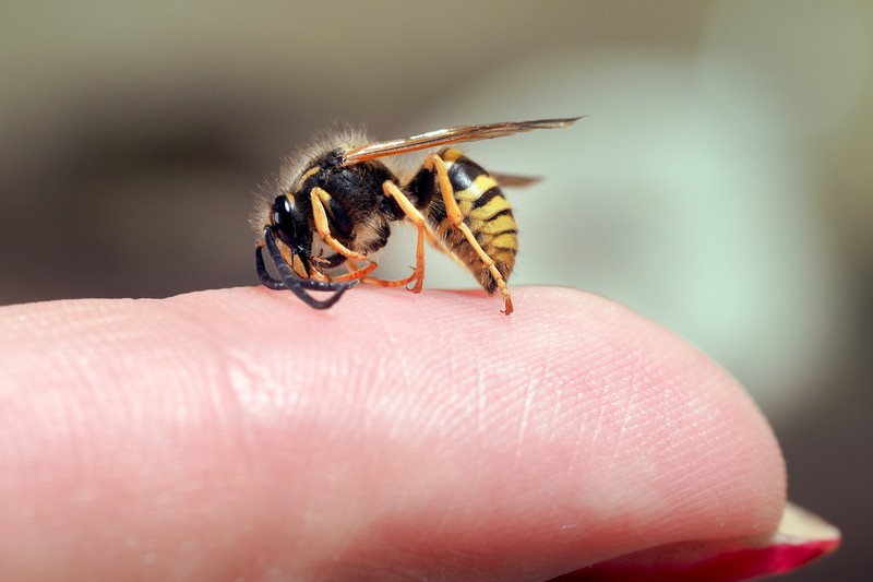 Darázscsípés, méhcsípés: ha ezeket a tüneteket tapasztalja, azonnal menjen orvoshoz!