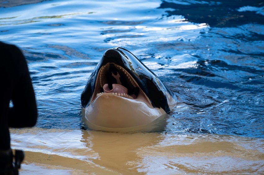 A fehér cápa nem fél semmitől, a fehér cápától mások félnek – kivéve, ha ez a delfin is ott van, ami láttán a rettegett cápa sírva elmenekül a környékről is.