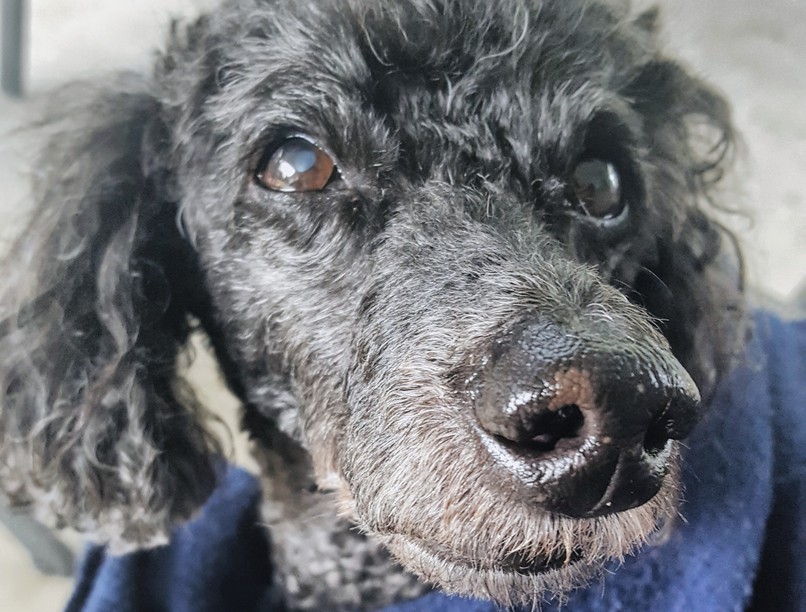 uszkár, mentés, mentők, kutya