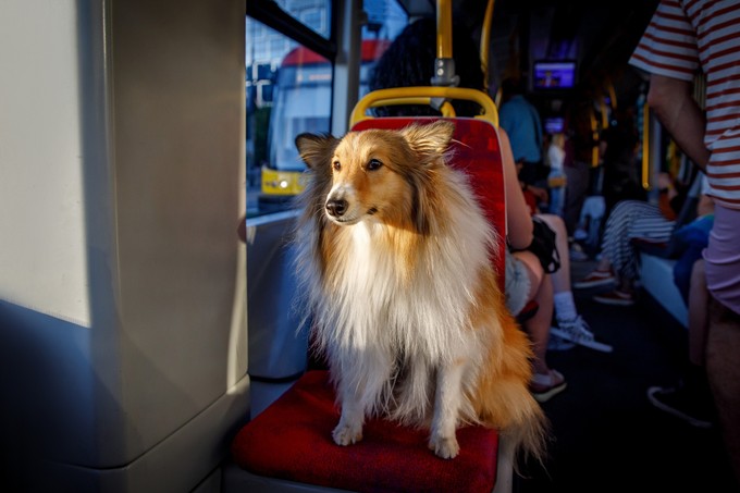 Díjmentesen utazhatnak a kutyák április 1-től ebben a magyar nagyvárosban című cikk nyitóképe