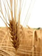 Magba zárt érték: a teljes kiőrlésű gabonafélék