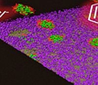 Harcban a gyógyszer-rezisztens baktériumokkal