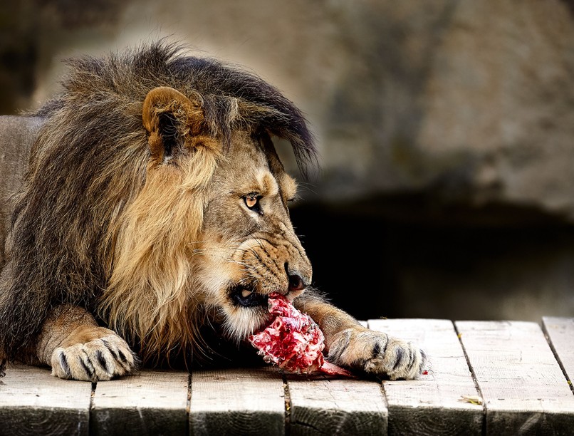 oroszlán diéta keto diéta fogyókúra hús