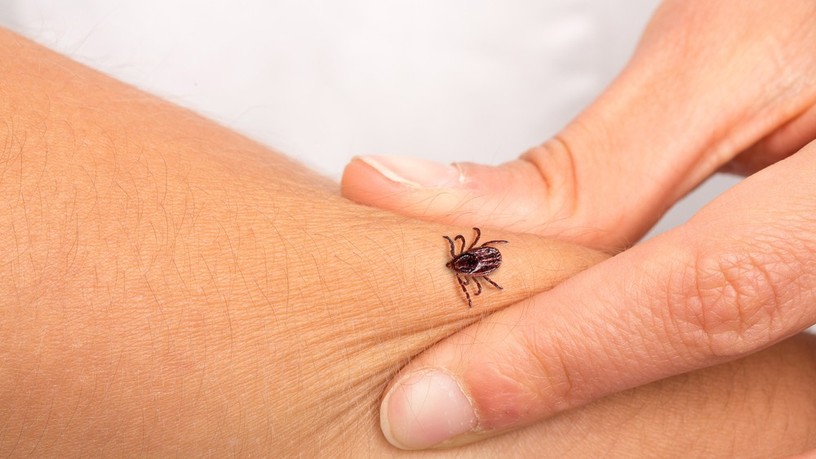 kullancs, Meningitis, védőoltás