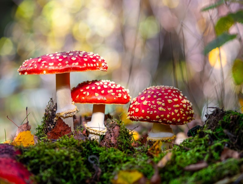 Gombamérgezés tünet vizsgálat kezelés