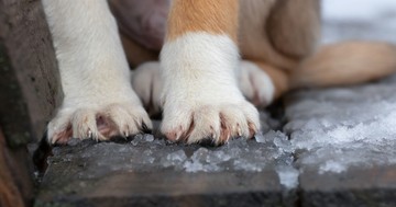  Jót teszünk-e a kinti kutyával, ha beengedjük a téli fagyban? A válasz meglepően egyértelmű 