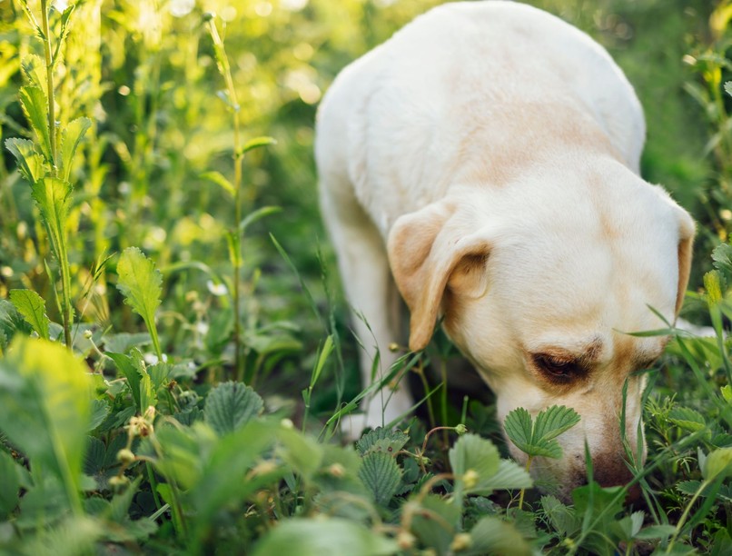 miért eszik kutya kakit ürüléket