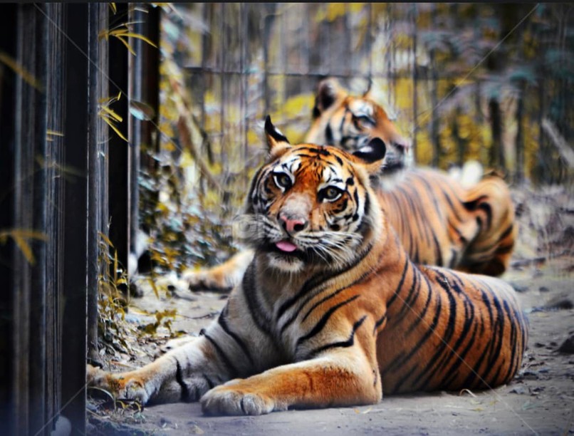 tigris, mentő, mentők, férfi