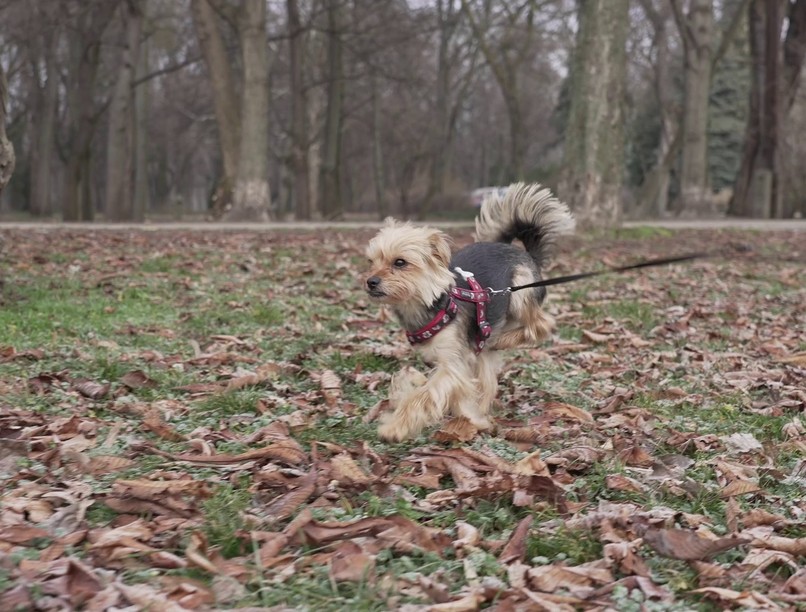 virág, menhelyi kutya, protézis, gyógyulás