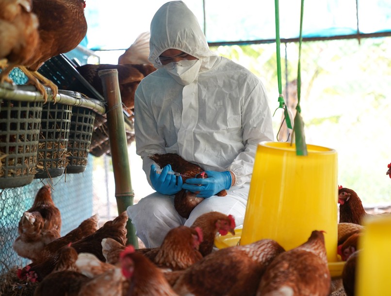 madárinfluenza Magyarország hírek járvány nébih