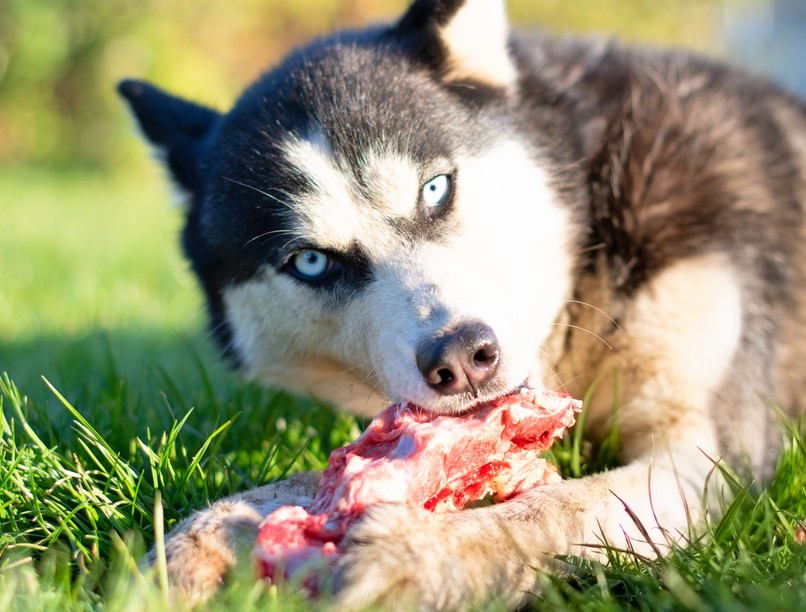 nyers hús kutya kórokozó baktérium antibiotikum