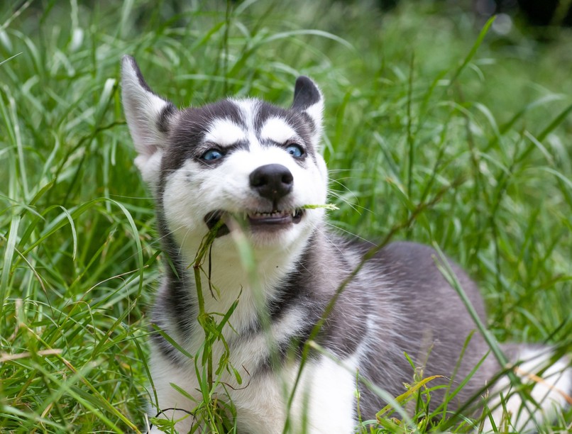 Miért esznek a kutyák füvet tápanyag rost kutatás