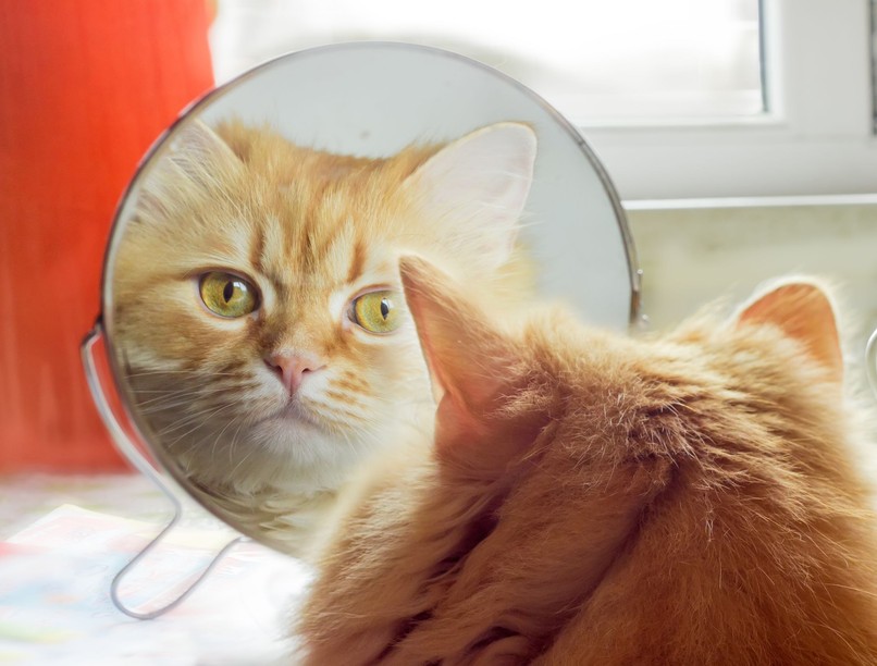 macska felismeri magát tükörben