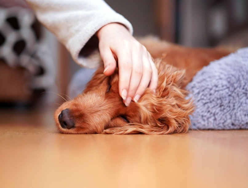 gondozás mit csinál kutya halál előtt