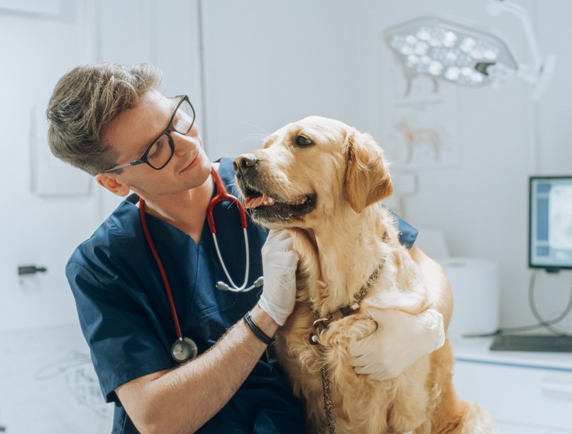 kutya macska állatorvosi vizsgálat diagnosztika házhoz hívás