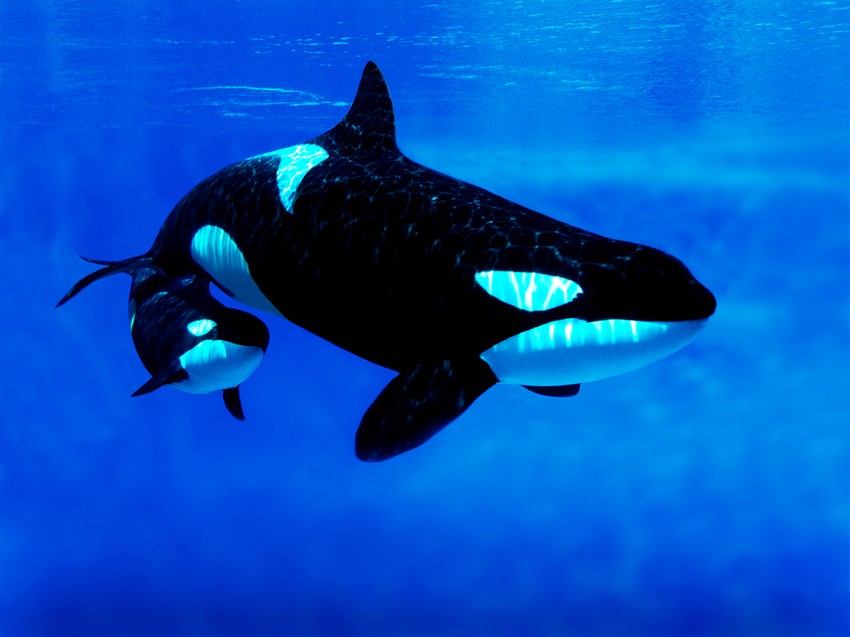 A kardszárnyú delfinek, más delfinekhez hasonlóan, hangjeleket bocsátanak ki, és a visszaverődő hanghullámok alapján tájékozódnak, találják meg zsákmányukat. A visszaverődő hanghullámok alapján képesek azonos nagyságú, de különböző fajú halakat megkülönböztetni. 