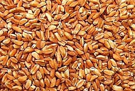 A termények tápértékét is veszélyezteti a növekvő légköri szén-dioxid