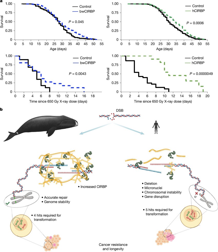 A CIRBP túltermelése meghosszabbítja az élettartamot és fokozza a DNS-károsodással szembeni ellenállást a Drosophila organizmusában. 