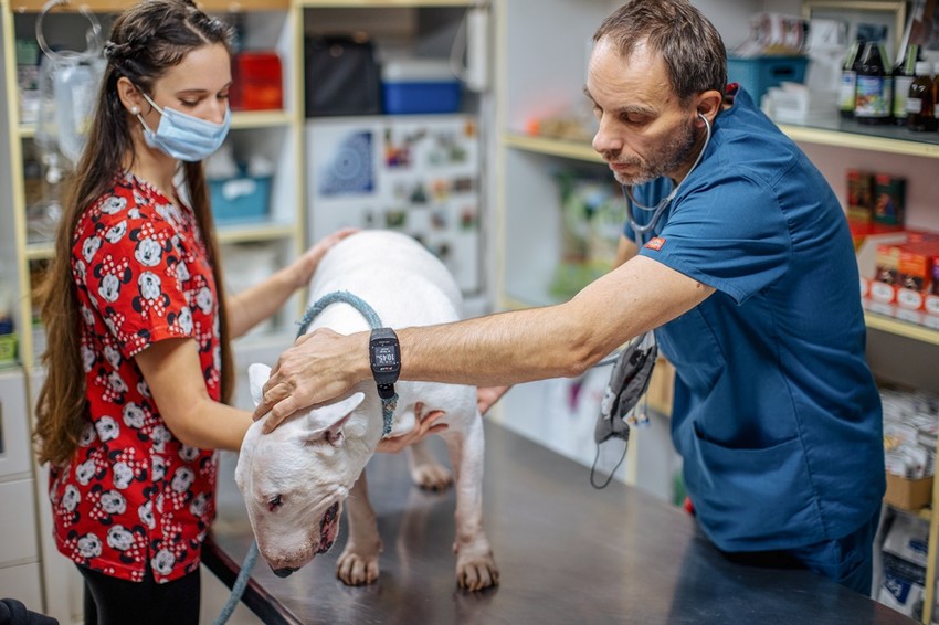 Egy kedvencet, állatot sem hagy cserben