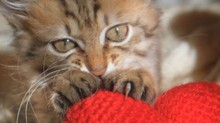 Miért dagaszt a macska? Nemcsak aranyos szokás, hanem fontos üzenetet is közvetít című cikk nyitóképe