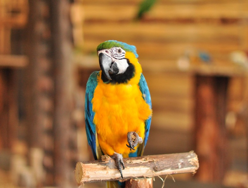 papagáj chlamydia Kína férfi fertőzés ürülék