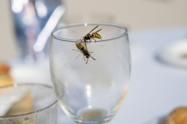 Agresszív darazsak - nyár végén ezért több a darázscsípés